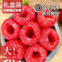 红树莓鲜果孕妇水果覆盆子稀有热带云南怡颗莓新鲜大树梅顺丰当季