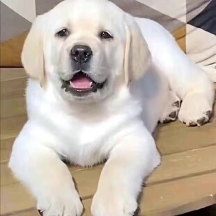 ���l��Ѫ��������Ȯ��Ȯ��ɫ��ɫ��Ȯ���ﹷ���o�lȮ����Ȯ���ﹷ