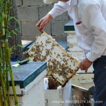 �䳲�� �G�l�� �G���� ë��һ�� ���b���� �Q���r�aƷ �s500g/��