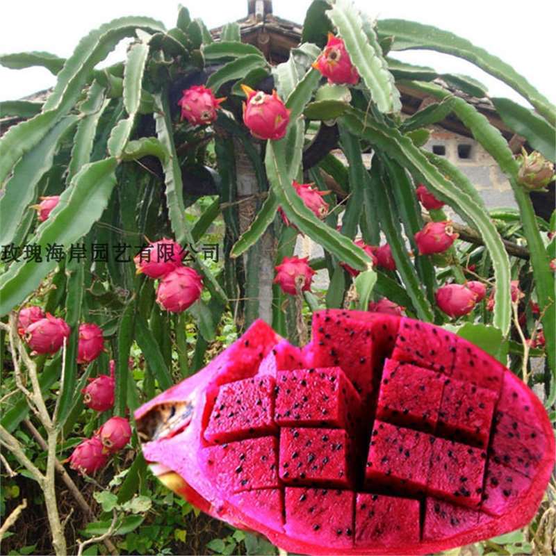 红心白心火龙果种子阳台盆栽农家庭院春季种植多年生水果种籽特大