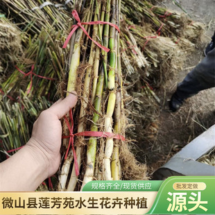 Spot Wholesale Aquatic Plant Reed Seedlings, Root Aquatic Reed Roots for Wetlands, Undertake Planting