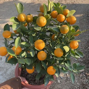 �ļ����������Դ��;Gֲ��ɰ���������ܿ͏d�̨�^�p����۾Gֲ