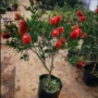 各种花花四季名贵花苗