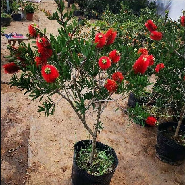 美花红千层南北红瓶花期带花苞四季各种花苗老桩大红花名贵花花树