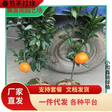 ����Y�����Ә��������Ϸ������Nֲ���Ӹ��ٽ��Ә���޽��ļ�ͥԺ