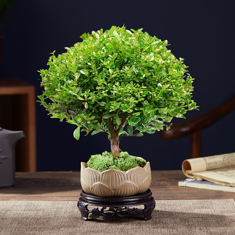 A급 고품질 작은잎 피비 + 연꽃 세라믹 화분 + 둥근 바닥 지지대 + 이끼 + 비료