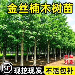 ��z�ľ���������Ĵ�ͥԺϡ�����F����С�~�E骳�骽�z�ľ���