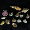 Conch shell DIY jewelry accessories gold -plated conch crafts pendant cross -border supply Cross -border Phnom Penh shell