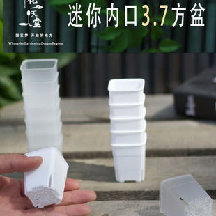 3.7C m Mini Succulent Plastic Square Pot with Thumb-Controlled Root Cone, Lithops Pot for Seedling Cultivation and Sowing, Sorting and Soaking Tray
