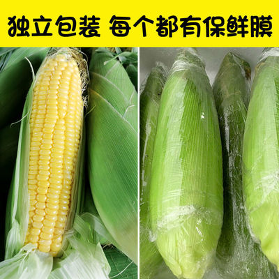 Fruit Corn fresh Sweet corn Non-GM Season Vegetables Juicing Substitute meal breakfast