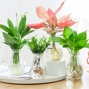 �����t�G�}�k���҃ȾGֲ���ܺ��BС���ԾG�}ˮ���������ֲ�����