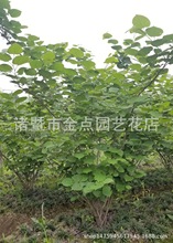 ���G �r��ֱ�N ���G  ���NҎ�� �G������ ���l �r�񃞻�