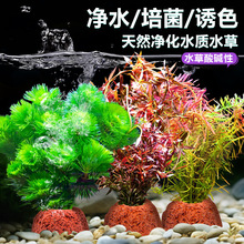 ��ɽʯˮֲ���~���쾰ˮ�������G���������Gֲ�[��