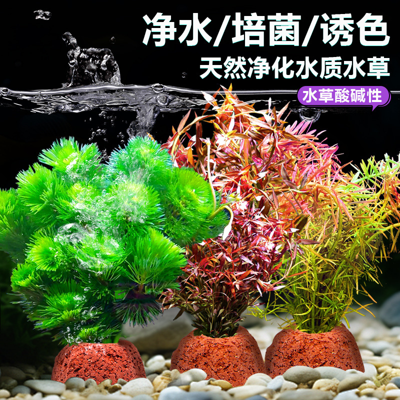 火山石水植物鱼缸造景水培性蜈蚣绿菊真增氧绿植摆件