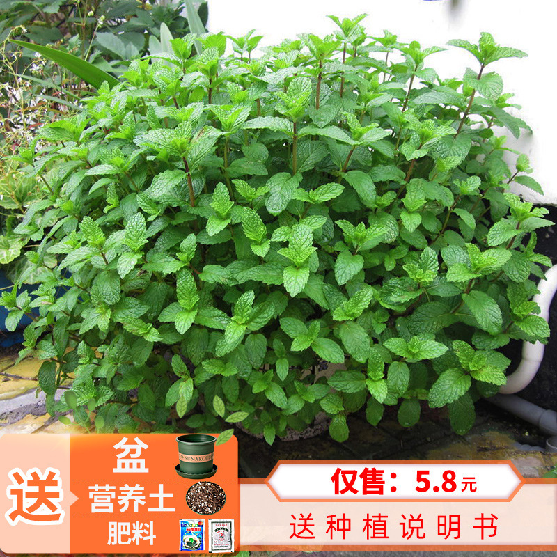 可食用薄荷种盆栽花种籽子植物种孑四季开花易活花卉室内花种子