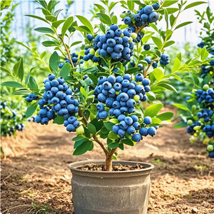 Blueberry Seeds, Blueberry Saplings, Seeds, Indoor and Outdoor Balcony Courtyard Potted Plants, Easy to Grow, Multi-Varieties for Planting in All Seasons