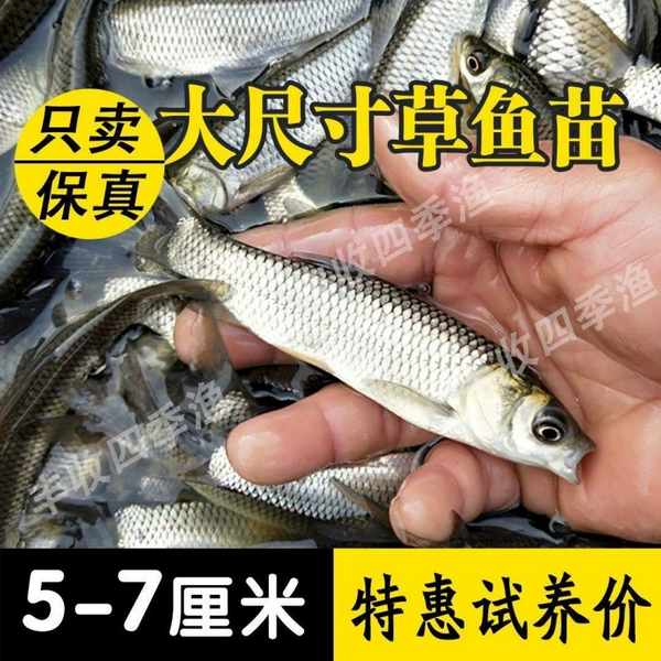 Мальки травяного карпа, 2–4 см, 50 шт.