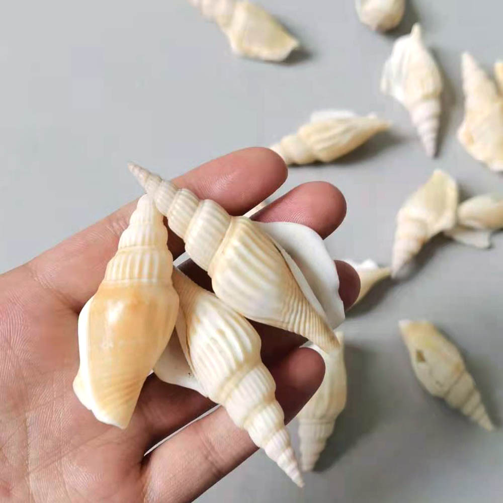 Fuhai Renjia/Swallow-tailed snails, axe-headed snails, raw materials for craft decorations, wholesale of shells and conches