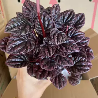 红宝石红美人皱叶椒草盆栽绿植物玉美人室内耐阴红叶植物新款花卉