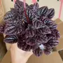新款植物盆栽椒草花卉