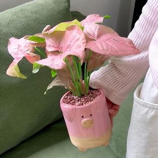 �t�ۼ��˷�ɫֲ�������k���҃��ļ����B����Gֲ�͏d���܃����՚�