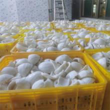 海南老椰子肉 新鲜速冻批发 榨汁椰浆椰肉煲汤椰果粒