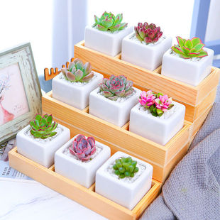 ֲﾫƷMϺ莧ײkСԺBb