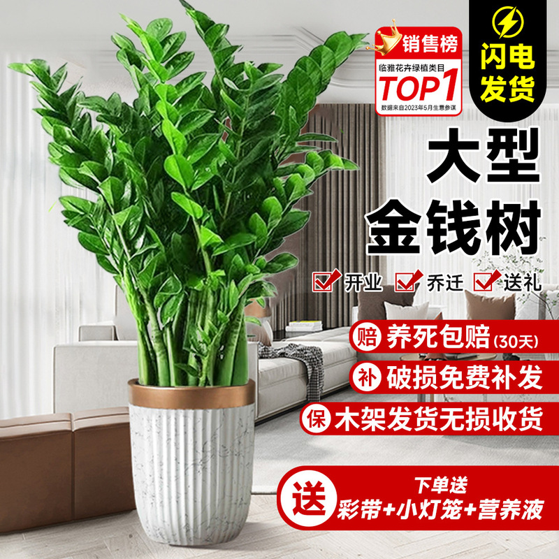 Money Tree Potted Large Pot Living Room Green Plant Indoor Large Bonsai Office Formaldehyde Absorption Opening Housewarming Gift