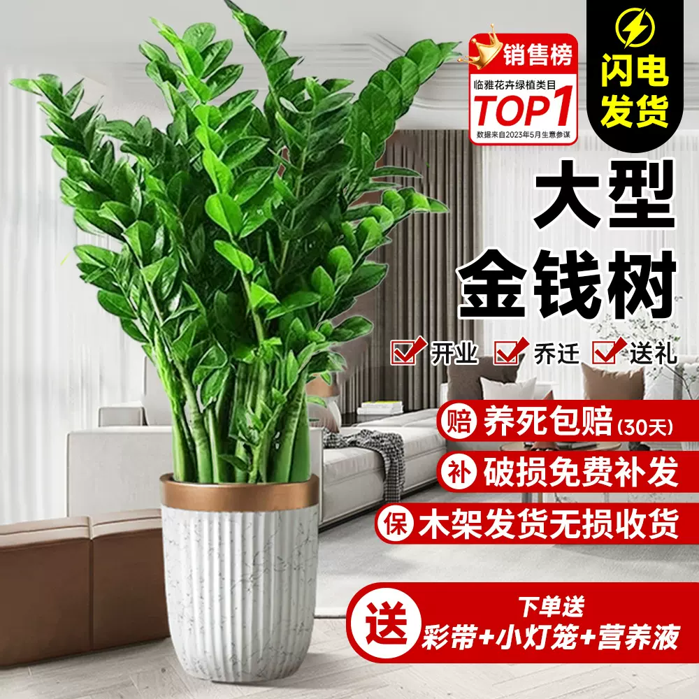 金钱树盆栽大盆客厅绿植物室内大型盆景办公室吸甲醛开业乔迁送礼