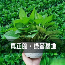 �G�}�����҃�������ȩ�L�ٴ������~180��̖�G�j�·�ˮ�໨�ܾGֲ