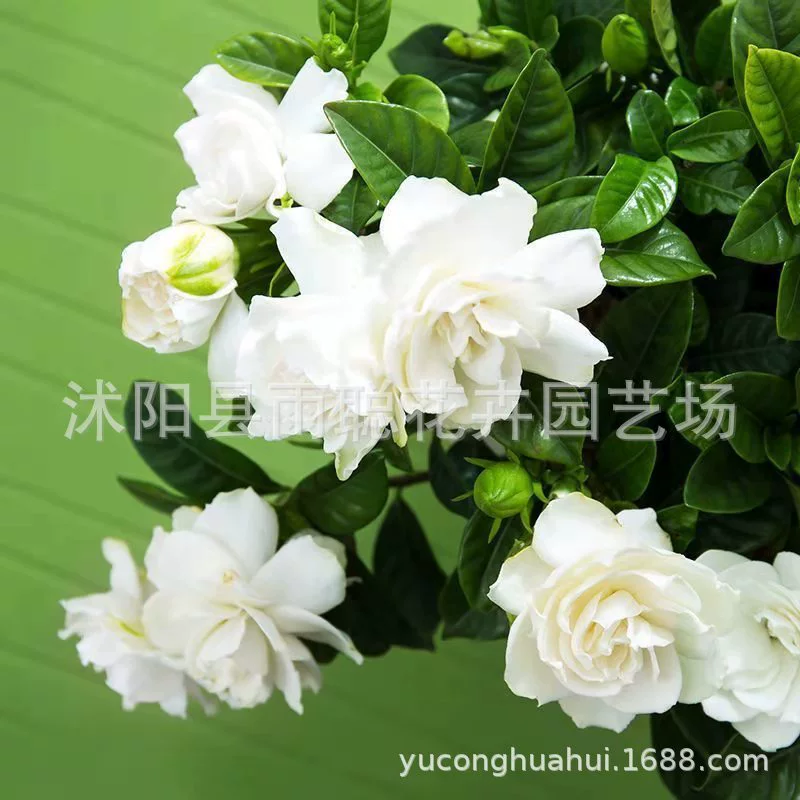 Семена гардения желтые семена гардении небольшие Гардения Гора Гардения Белая Гардения чистая семена