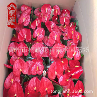 ���l�t��������  �����ļ��҃������_�������׷Nֲ���Q�����滨