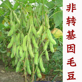 批发菜毛豆种子早熟高产农家春夏季播蔬菜种籽大粒大豆青豆种子