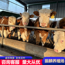 西门塔尔牛 肉牛苗 小牛犊子活体 鲁西黄牛幼仔 改良杂交种牛