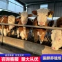 活体改良杂交肉牛苗