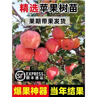 �O���������ڎ����t��ʿ�������ϱ���ͥԺ�Nֲ���Թ��箔��Y��