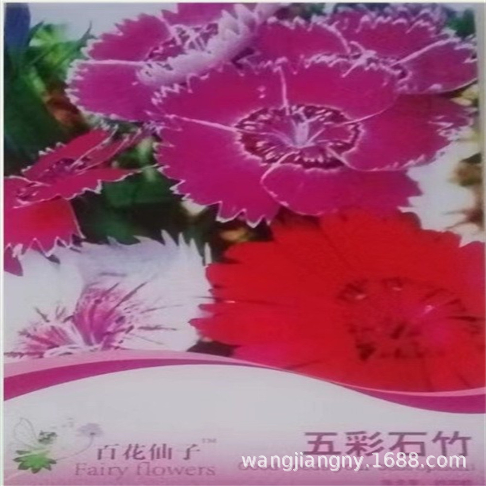 【跨境电商供货】彩包种四季播种室内阳台盆栽花卉种子家庭花种葫