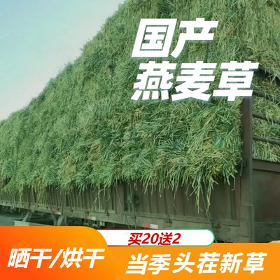 new year domestic Oat grass Australia gold Oat grass Pets Pasture rabbit Oat grass Totoro Guinea pigs Hay