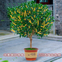 �𻨝������Լ޽Ӵ��ͥԺ���d�ļ��_���҃Ƚ��䵤������Ͱ��]