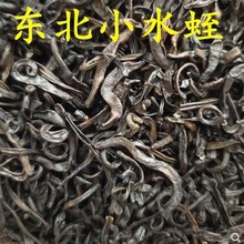 材水蛭蚂蝗干500克 东北小水蛭日本医蛭 清水吊杆货免费磨粉包装