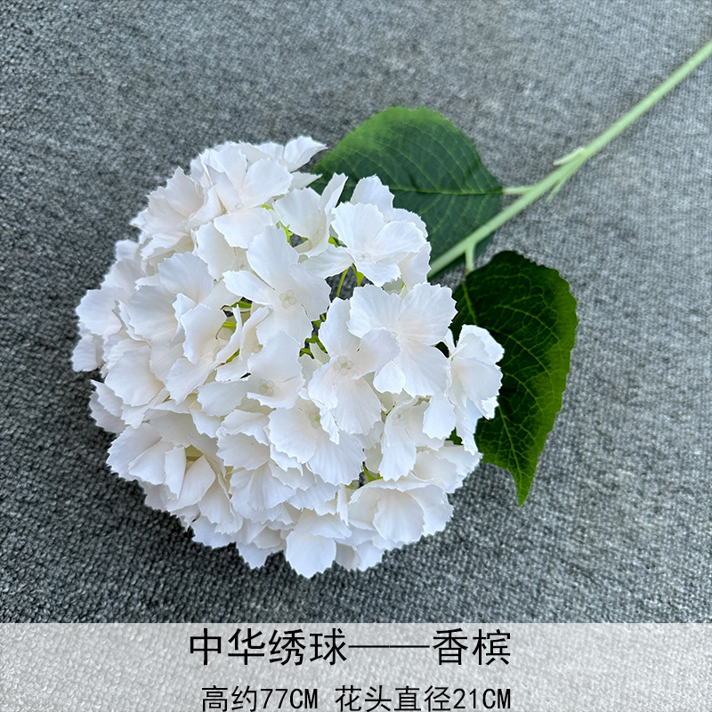 Hortensia China champán