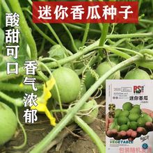野生迷你小香瓜种子拇指香瓜马宝蛋瓜马泡瓜小西瓜种籽阳台盆栽