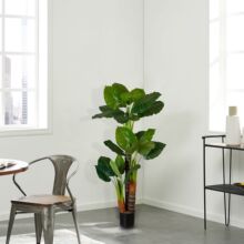 �S�����l����ֲ�� 1.7�׵�ˮ�^�����^�~�Gֲ�辰 �Ҿ��b�����