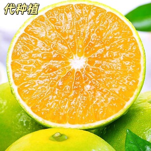 ���@�Fժ���ǳ������֭�����Nֲ��������l��