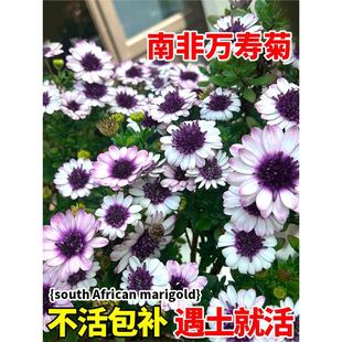 Ϸf۾շNͺ̨ͥԺ{ĿջļN_r