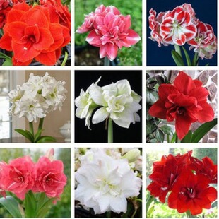 Imported from the Netherlands, Amaryllis Bulbs, Double-Petaled Seeds, Indoor Large-Ball Potted Flower Seedlings with Buds, Free Shipping for All Seasons