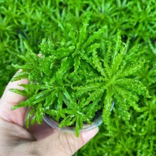 喷泉太阳鱼缸水草活体批发草场自营观赏前景草新手好养水草