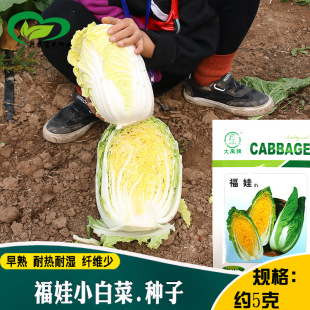 �������޲˷N�� �r��ˈ@�Nֲ���������s���������޲���