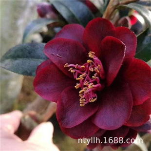 �ļ����Tʿ�軨���绨ɫ�Ϻڼt�z�I�|�����䎧����Ʒ�N�����԰��]