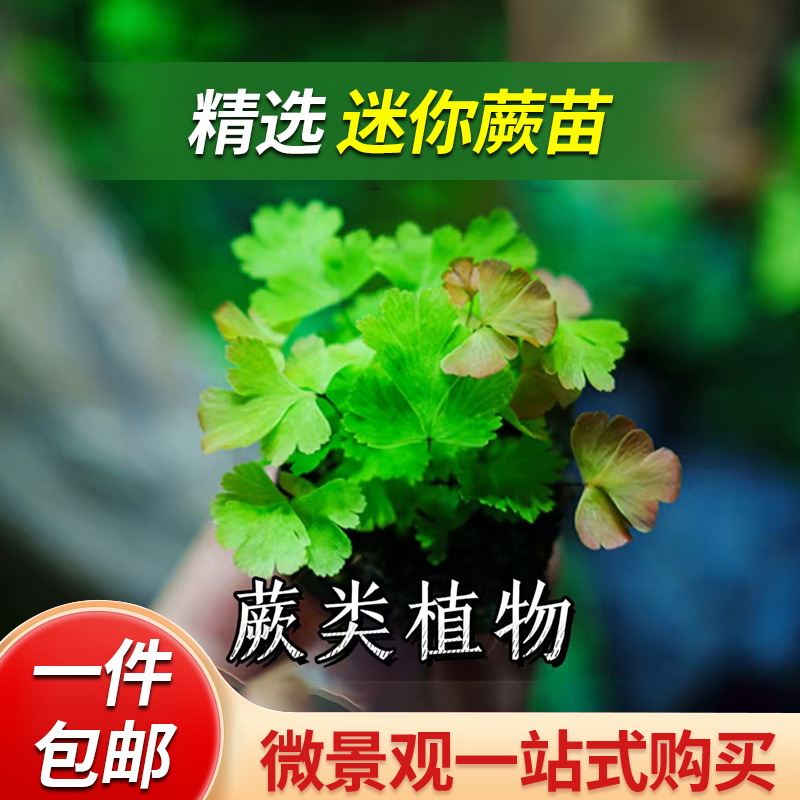 「空城里」蕨类植物铁线蕨苗马耳蕨银线鸟巢圣诞心愿苔藓微景观